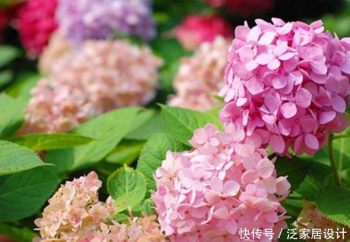 4种花很漂亮,好养易活能爆盆,枝头花苞满