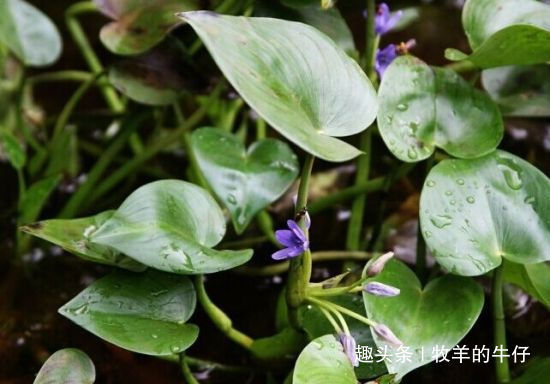 水田中的害草，你家田里若有，请直接带回家，它价值很珍贵