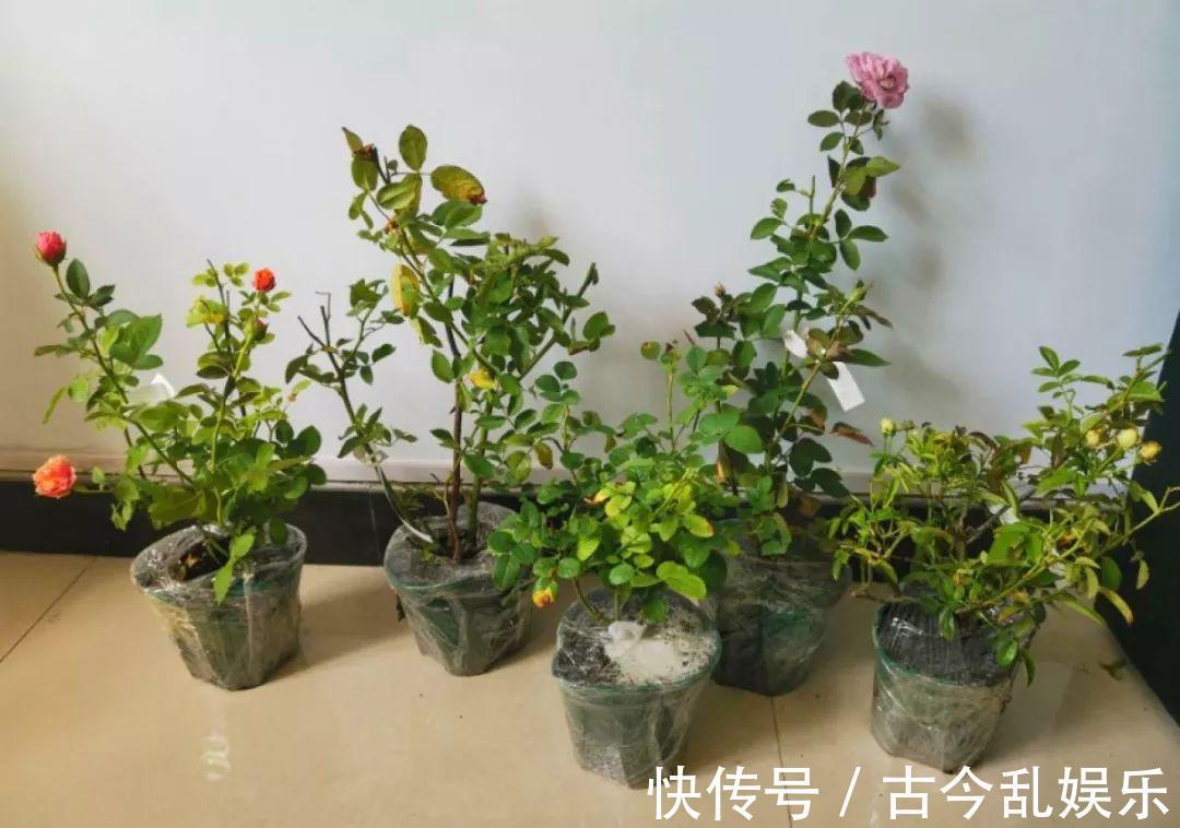 养花技巧:8种情况不能施肥,跟毒药一样,浇完花就玩完了