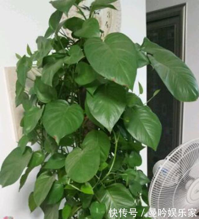 绿萝养烦了那就养大叶绿萝,叶子巴掌大,绿的像打蜡,特好养