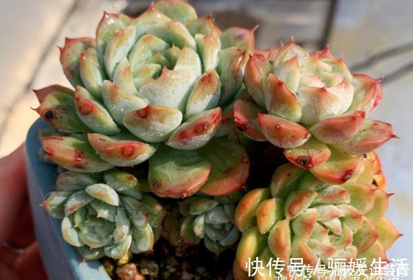 多肉底部的枯叶该摘掉吗?当然要摘,但有些品种的枯叶不能全摘