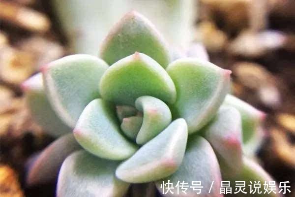 花友|花友在浇花的水里加点这个,就能防止盆栽多肉植物化水、黑腐!