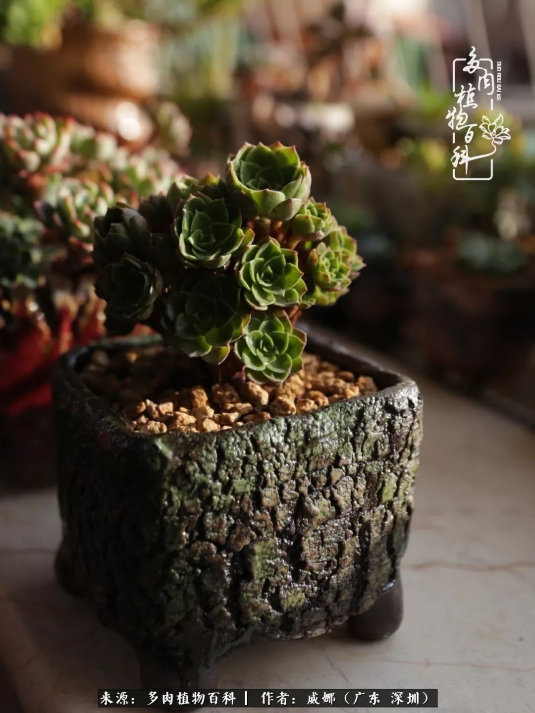 笼子里露养的多肉,越养越美!有多肉的日子伴着小确幸!