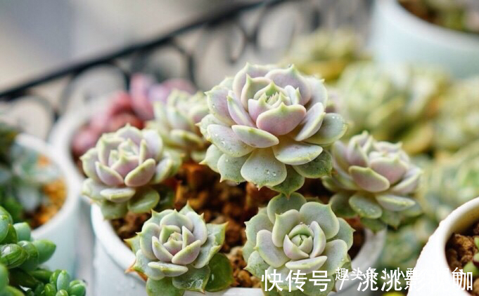 秋季养多肉可以淋雨吗有优点有缺点,做对“一点”,长成小胖子