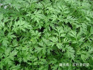 宫冷不孕|妇科疾病的天敌找到了,女人常用此物煮水泡脚,治疗宫寒,暖气血