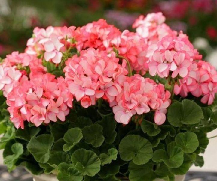 几款花卉,全年开花不停,花开芳香四溢,又美又迷人