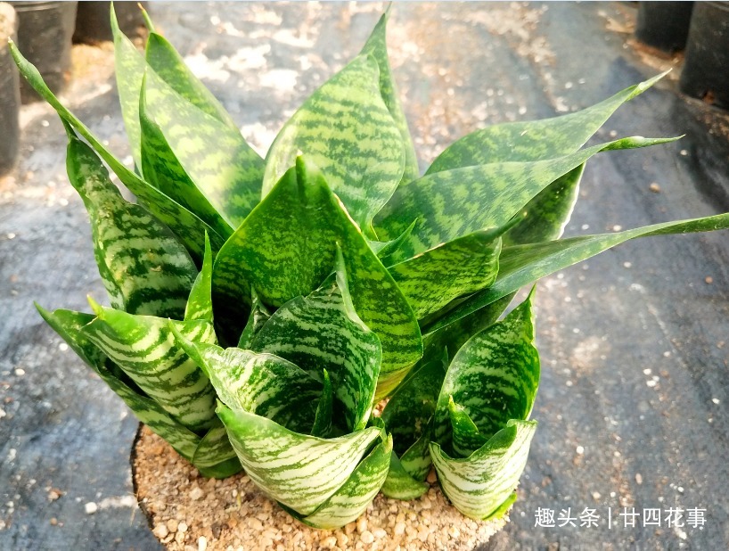 浇水|9种花,12月要“控水、断肥”,不注意烂根黄叶,活不到开春