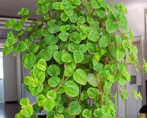 “烟味”的天敌来了,1种植物养在家里,是吸烟人士的福音