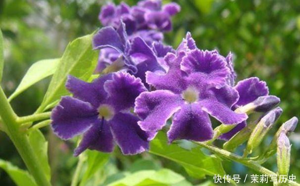 几种漂亮花,好打理,易爆盆,招财又开运,颜值超高的