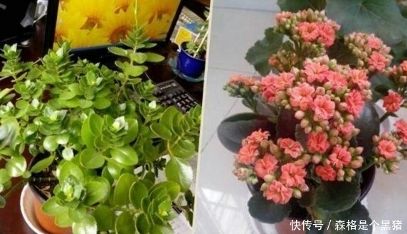 爆盆|想要长寿多开花,盆里10天扔个“它”,花苞蹭蹭窜,不管也爆盆