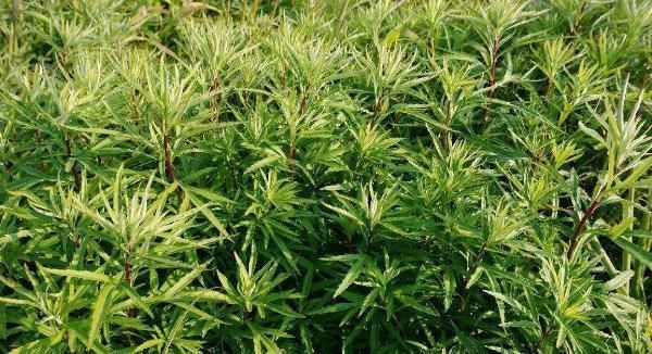 市场价|它常生长于河滩边,清香扑鼻用处广泛,市场价数十元一斤还难买到