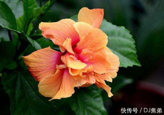 4月25日开始,养花试试这几款,花开媲美玫瑰,花朵姿态万千