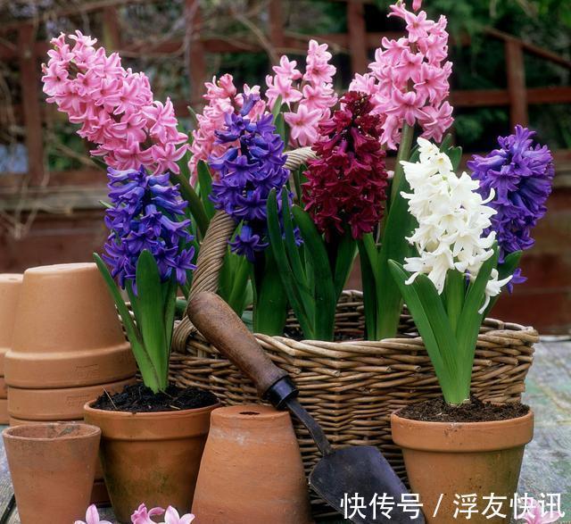 家里无论养啥花，提前做“3步”，以后虫子少、不烂根