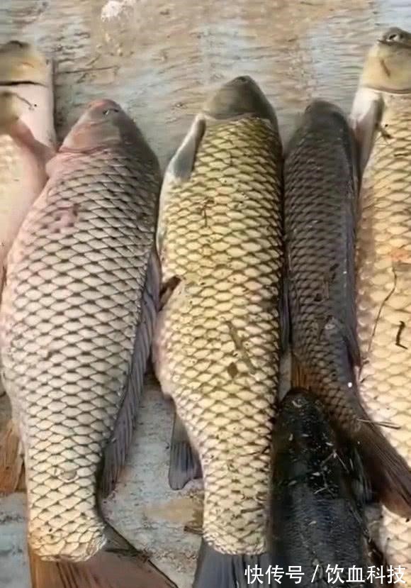 男子在湘江用“可视化锚鱼”几十斤的大鱼接连的上岸，网友能钓光湘江的鱼