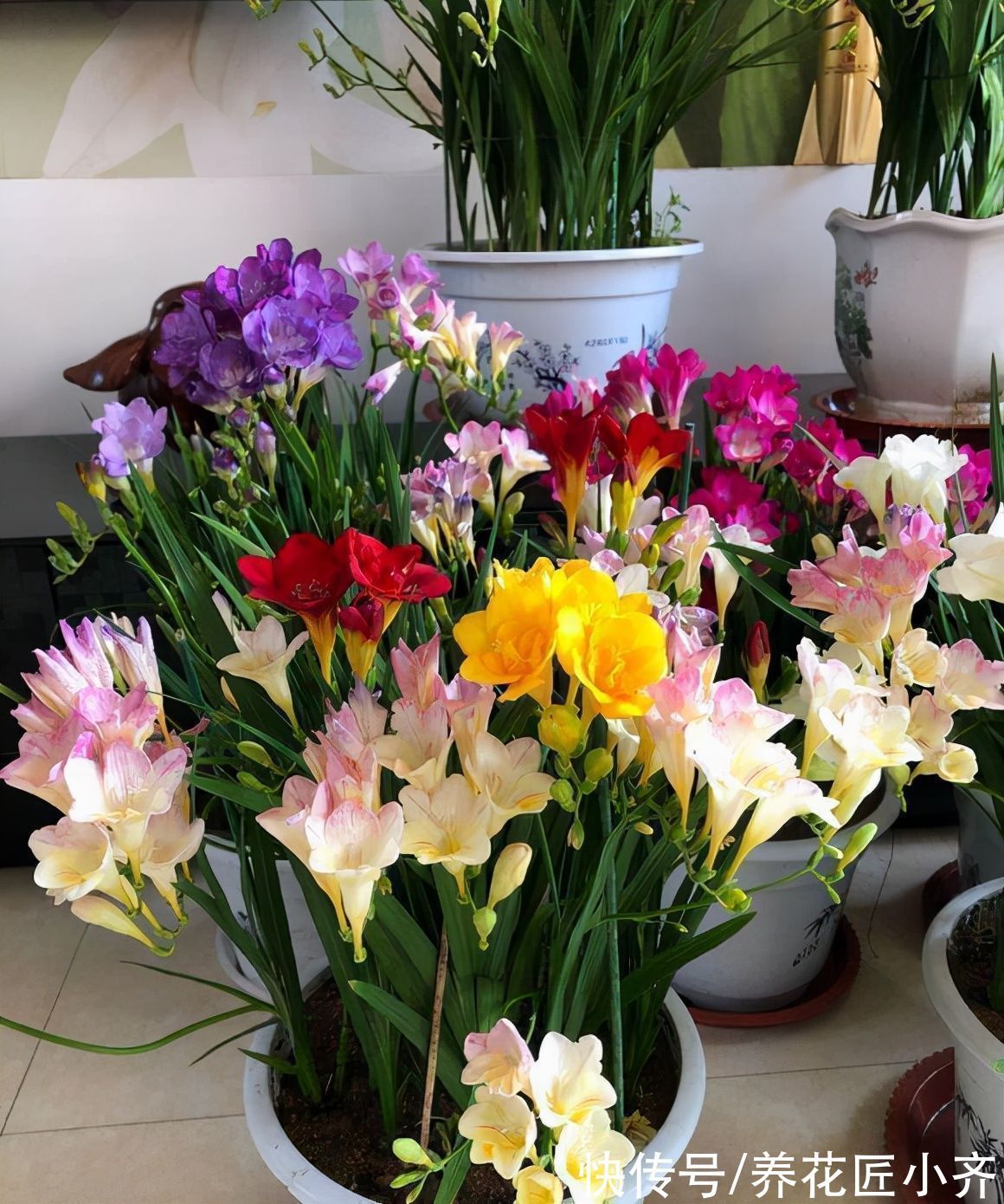 栽种|适合现在栽种的5种“小种球”,冬季就能开花,一盆满屋飘香