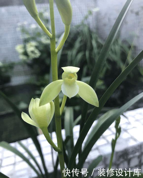 分芽|养5年兰花都不开花，加了1料，花开停不住