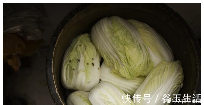 凉白开|腌酸菜,牢记3个技巧,酸菜不烂不生花,酸香脆爽超下饭!