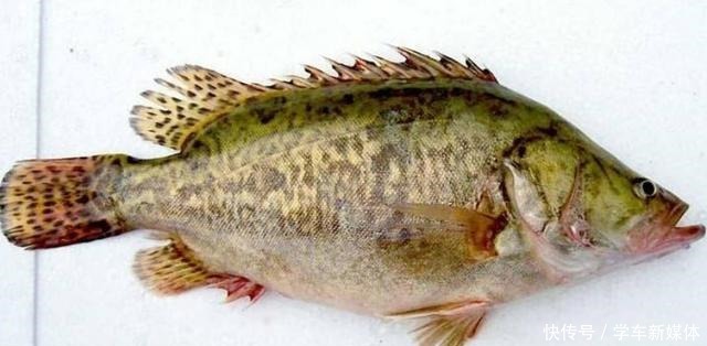 这个春季,最好吃的鱼就是它,刺少肉嫩,营养丰富,家人都爱吃!