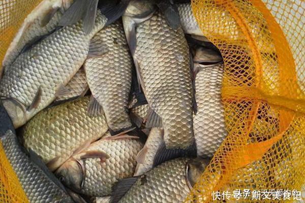 鲫鱼|冬钓大鲫鱼4大杀招,这些招数要常用,钓到鲫鱼个头更大