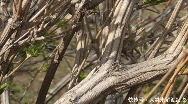 山中若遇此种植物,请珍惜保护,不可破坏,见一眼已是运气