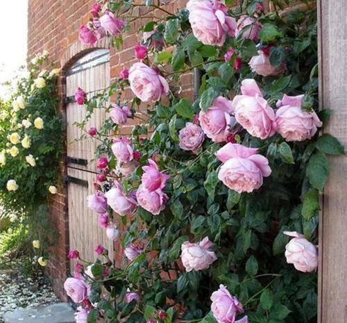 4种漂亮花，没有院子就不要养，盆栽长不出效果，白费力！