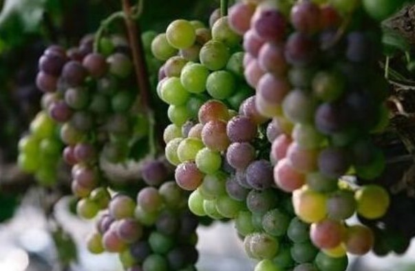 骆驼肉|常吃葡萄的人要知道,葡萄不能跟几种食物一起吃,爱吃的人要留意