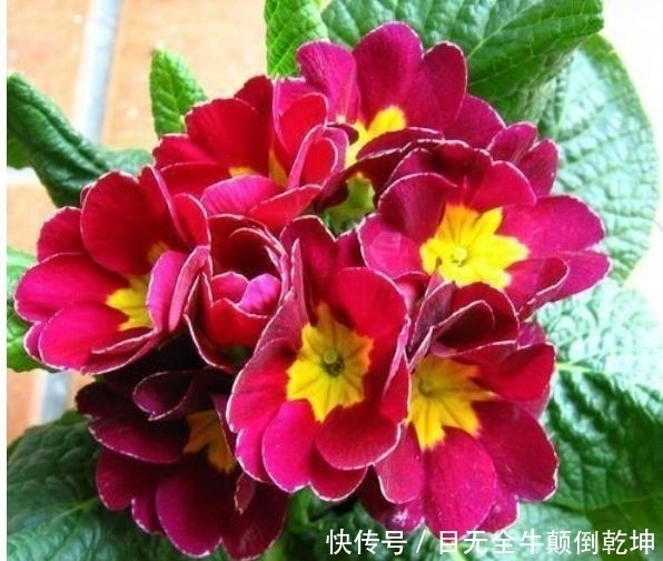 简单|特别适合新手养的花,好活易爆盆,简单易成活