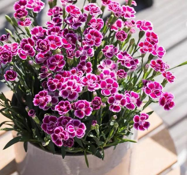 这花真好养,新手也能上手,家里养几盆,花繁色艳,漂亮极了