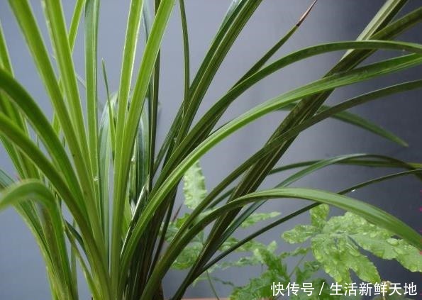 冬天养兰花,别做3件“傻事”,危害大,花难开!