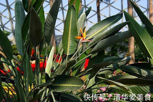 龙骨|室内想养“大盆镇宅花”，建议从这10种里面选，听名字就很霸气