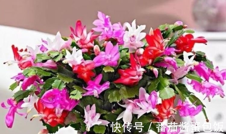 蟹爪兰|富贵又招财的几种花,鸿运当头,添福添财,从年头旺到年尾