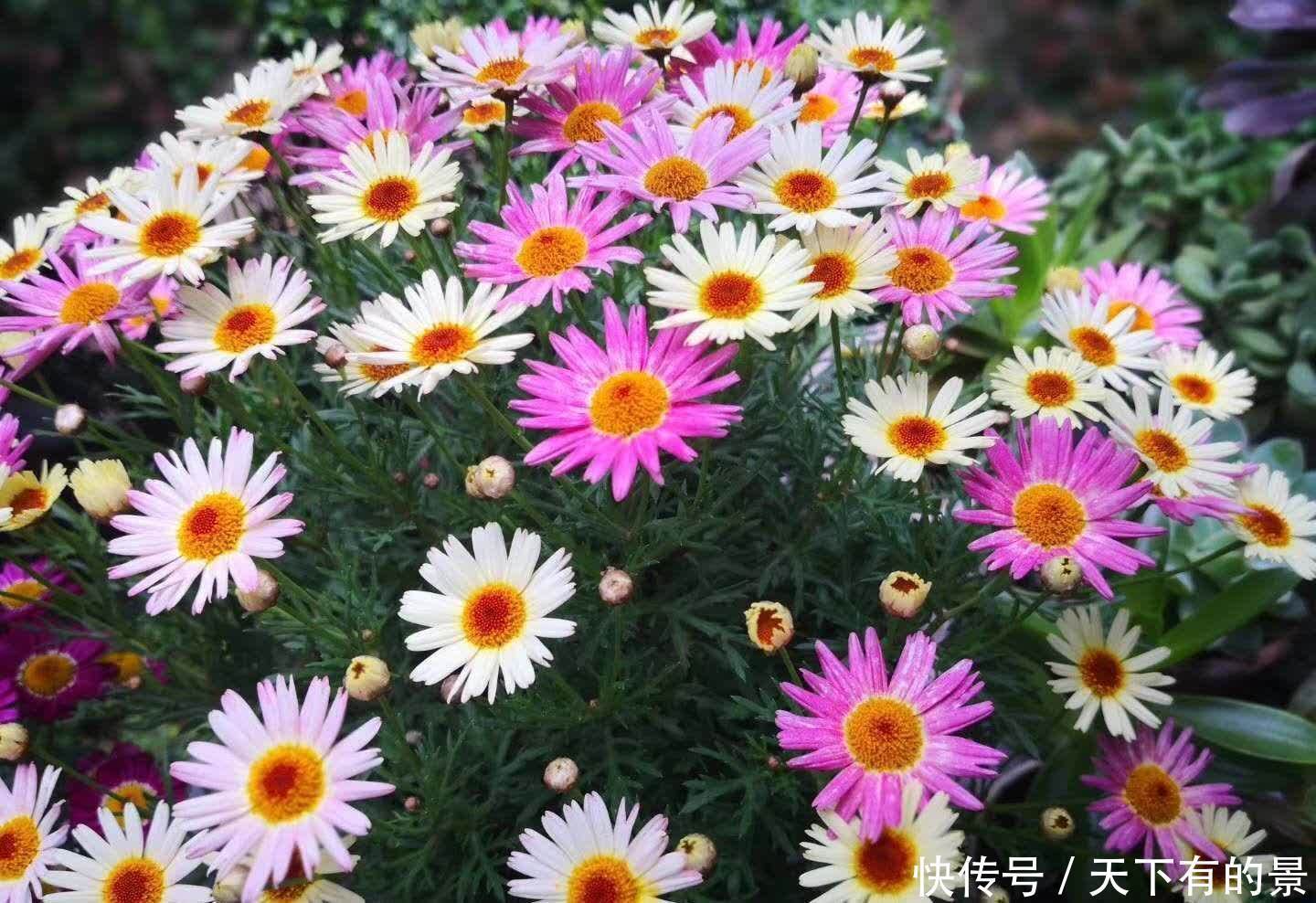 家中养这几种花，让家中增色不少，对比一下优缺点，看看谁更好