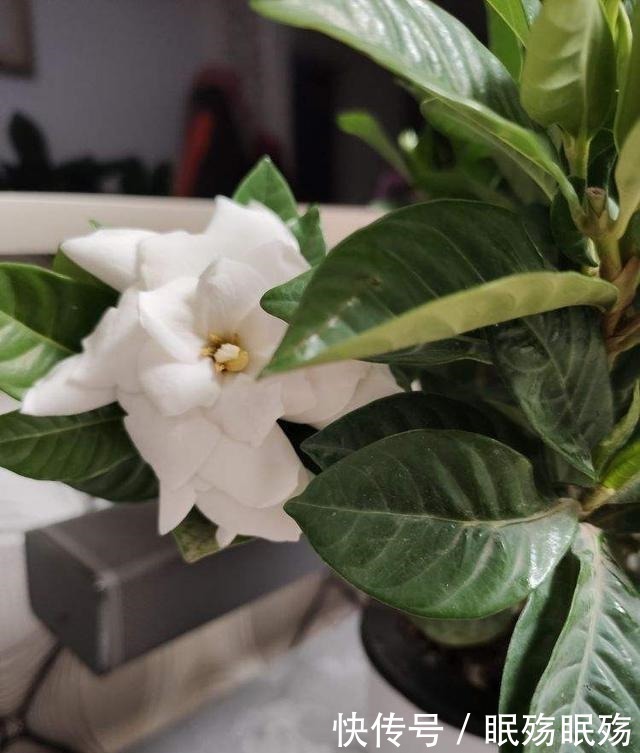 最爱“吃醋”的花,给它喝点醋才高兴,越喝叶子越油亮!