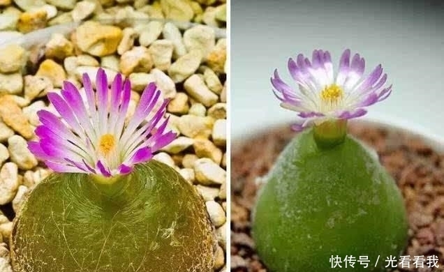 多肉界的性感之星——小红嘴,口吐小花萌到爆