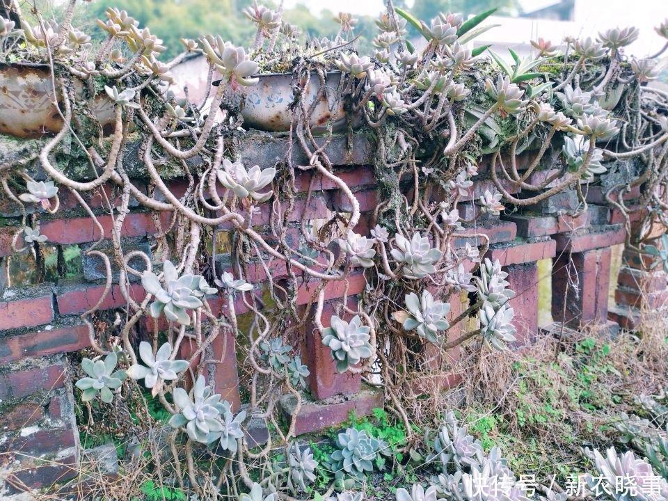 在农村“墙角”长着1堆多肉，冬天冻不死、夏天晒不死，简直开挂