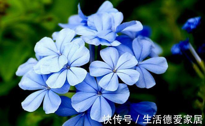 劳模|农历7月5号起,最适合养这些花,漂亮又好养,花中劳模
