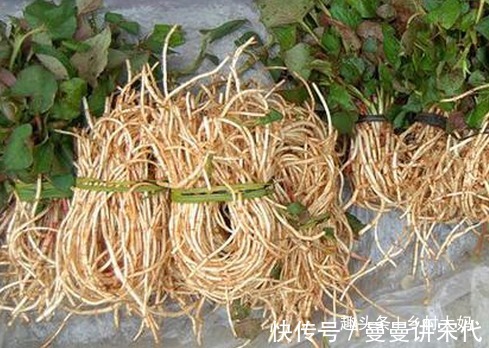 咳嗽|立冬后,肺热咳嗽不止,莫慌!常用此草煮水,清热解毒,咳嗽不咳