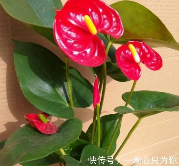 立冬过后，买3盆吉祥花养家里，十分上档次，你喜欢吗