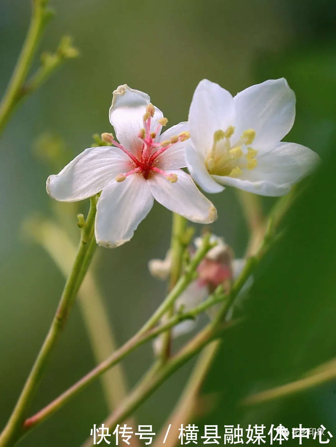 人间四月芳菲尽，梧桐花开正当时