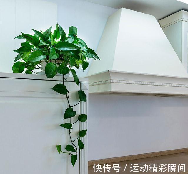 这五种植物,价值最高,净化空气效果最好