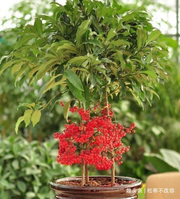 客厅多养这四款花,不仅有香味,还能净化空气,花开清新淡雅