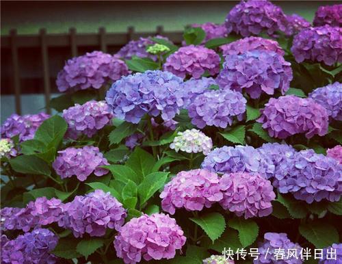 长势|绣球花开败后,及时做好3件事,苗壮芽多,花量翻两番