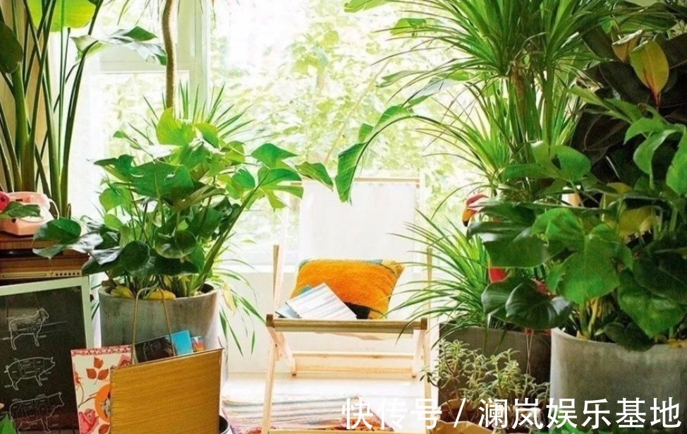 6种漂亮的植物，适合在卧室养，能缓解疲劳，改善睡眠