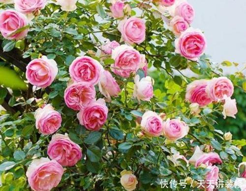 3种木枝花,颜值高花期长,越养越好看,长成老桩更值钱!