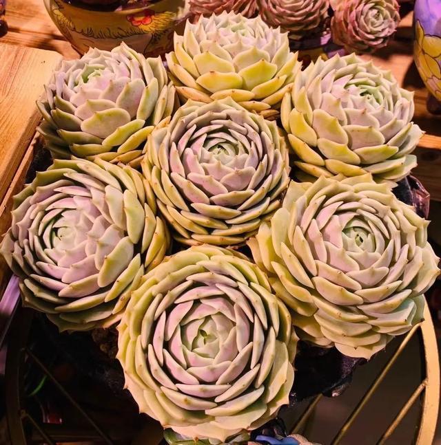 所爱隔山海,山海皆可平!多肉不只露养好看,灯光下的多肉也精彩