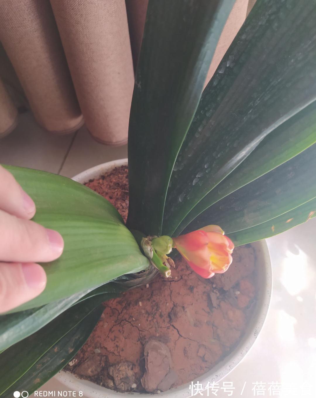 养君子兰就得学会6要点,叶子绿油亮,开花多又大