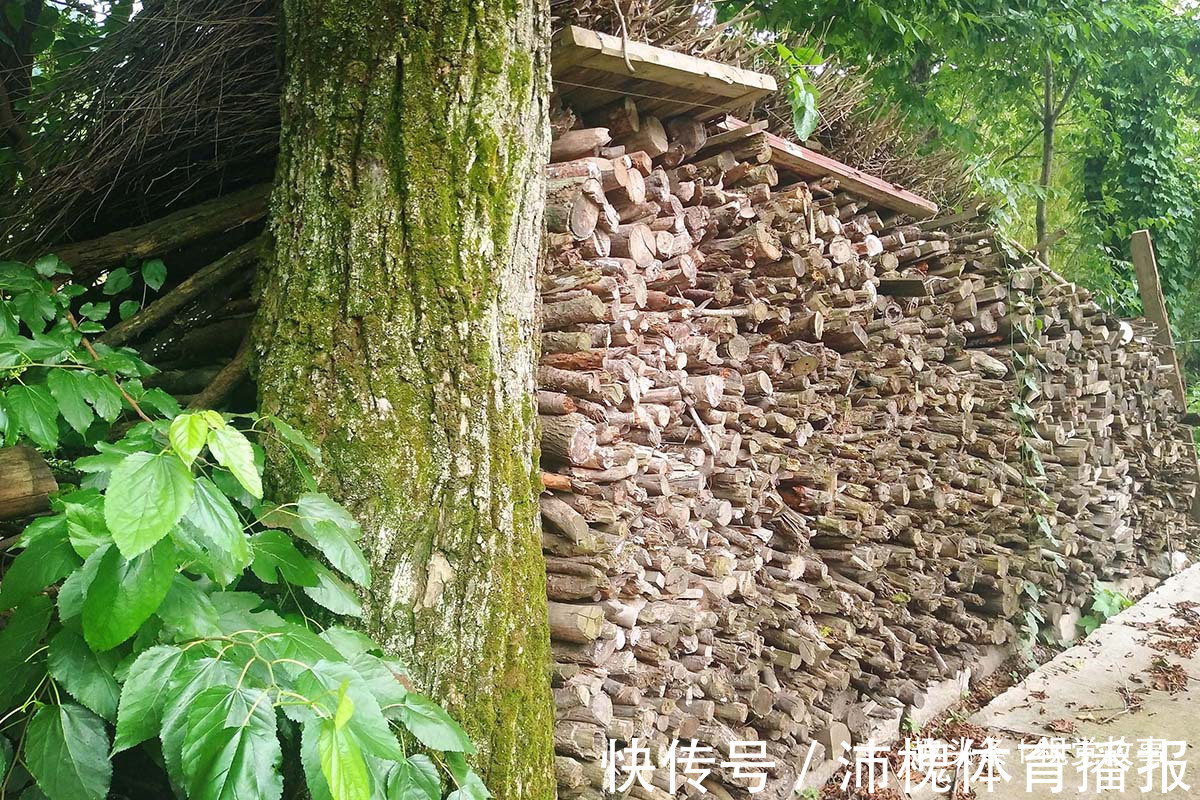 杂草|山村楼房装修豪华,门前堆满柴火,2个儿子3年没回家