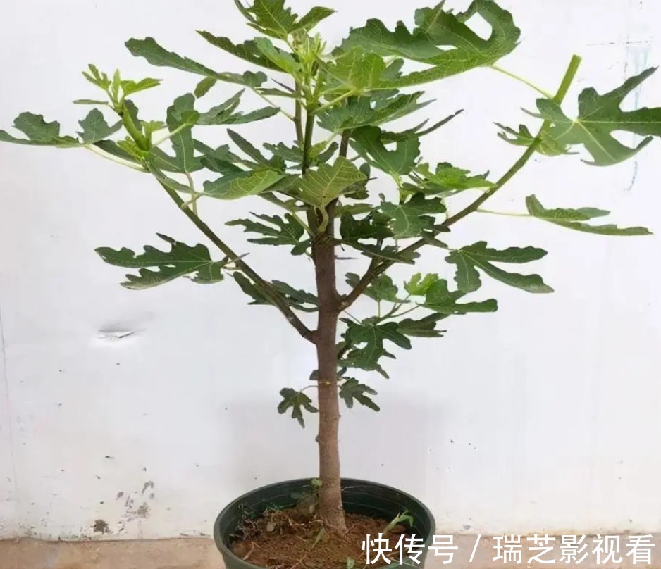 阳台养花过时了，盆栽这2款果树，赏花有果子吃，真令人羡慕