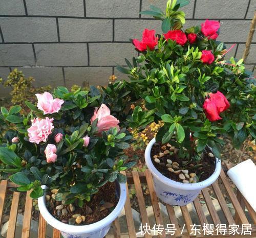 营养土|公认“难养”的3种花，没有五六年的养花经验，建议别入手