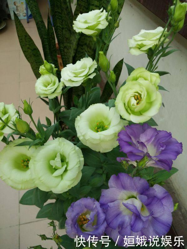 秋天播种次年赏花,此花漂亮不逊月季牡丹,扦插枝条就能活